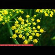 Fenchel gemahlen, Fenchelsamen gemahlen