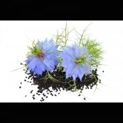 Schwarzkümmel (echt)