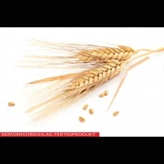 Seitan (Fleischersatz)