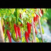 Red Diablo Chili, Hot Diavolo Chili