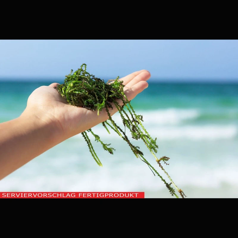 Kappa-Carrageen (Stabilisator E407a)