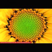 Lecithin, Sonnenblumenlecithin