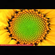 Lecithin (Sonnenblumenlecithin)