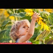 Lecithin, Sonnenblumenlecithin