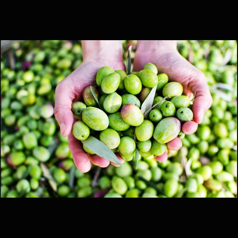 Ungarisches Paprikaöl (aromatisiertes Olivenöl)