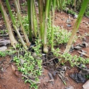 Kardamom-Oleoresin (flüssiger Gewürzextrakt)