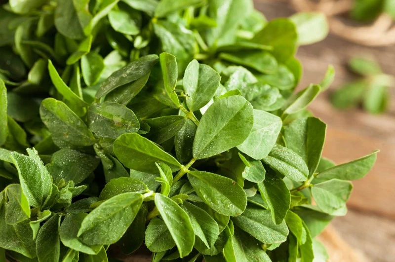 Bockshornklee-Oleoresin (flüssiger Gewürzextrakt)