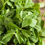 Bockshornklee-Oleoresin (flüssiger Gewürzextrakt)