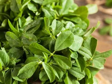 Bockshornklee-Oleoresin (flüssiger Gewürzextrakt)