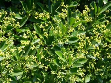 Piment-Oleoresin (flüssiger Gewürzextrakt)