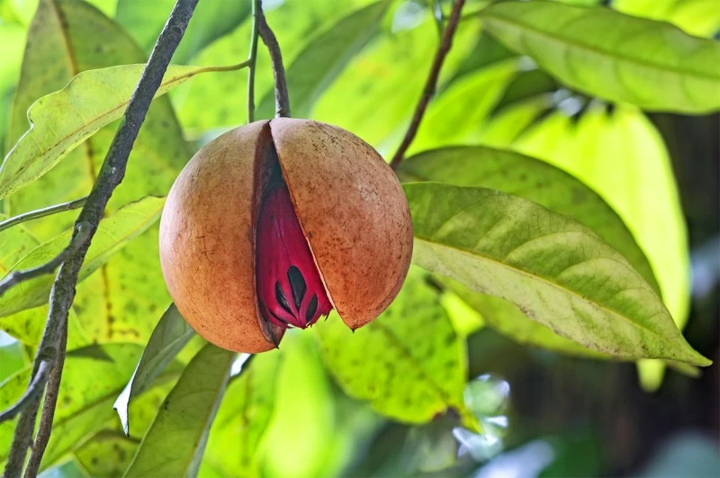 Muskat-Oleoresin (flüssiger Gewürzextrakt)