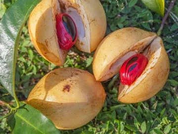 Muskatblüten-Oleoresin (flüssiger Gewürzextrakt)