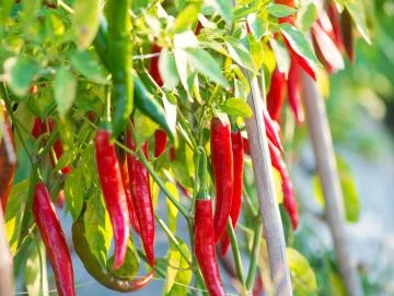 Capsicum-Oleoresin  (flüssiger Gewürzextrakt)