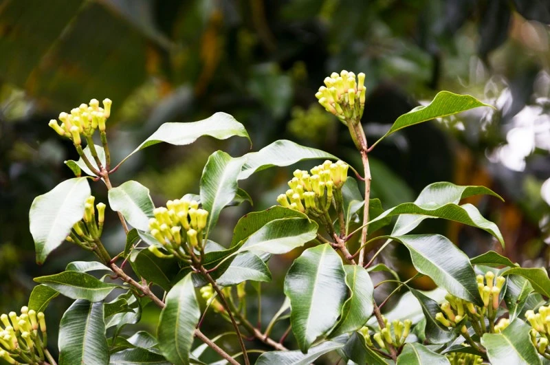 Nelken-Oleoresin (flüssiger Gewürzextrakt)