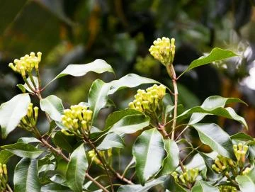 Nelken-Oleoresin (flüssiger Gewürzextrakt)