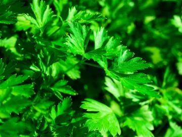 Petersilien-Oleoresin (flüssiger Gewürzextrakt)