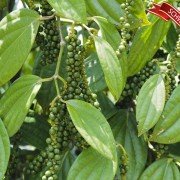 Pfeffer schwarz 30/20 Oleoresin