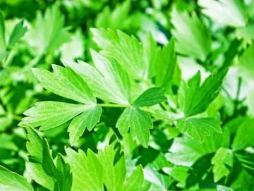 Liebstöckel-Oleoresin (flüssiger Gewürzextrakt)