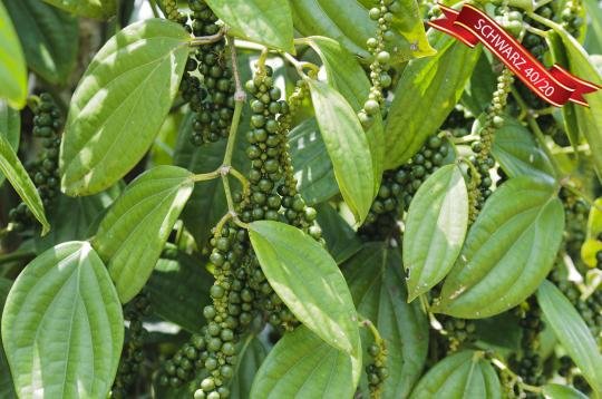 Pfeffer schwarz 40/20 Oleoresin