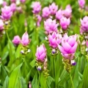 Kurkuma-Oleoresin (flüssiger Gewürzextrakt)