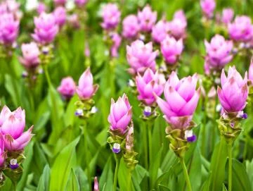 Kurkuma-Oleoresin (flüssiger Gewürzextrakt)