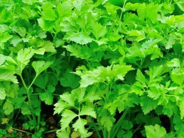 Sellerie-Oleoresin (flüssiges Gewürzextrakt)