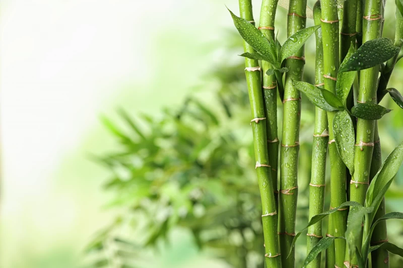Low-Carb Fiber, Pflanzenfaser