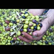 Thymian-Öl (ätherisch)