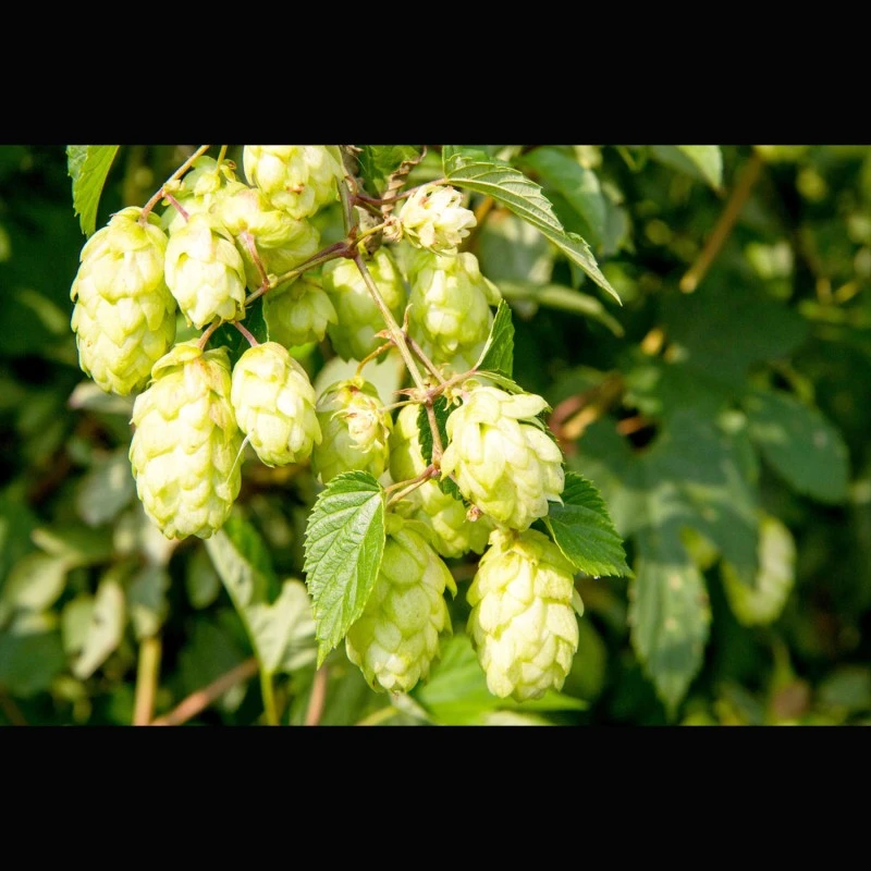 Bratwurst-Gewürz (Oberfränkischer Hopfen) zur Wurstherstellung