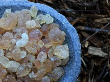 Gummi arabicum, gemahlen aus gelben Akaziensteinen