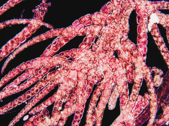 Iota-Carrageenan, Jota-Carrageen