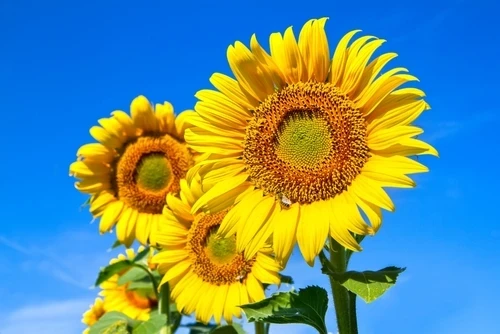 Lecithin, Sonnenblumenlecithin