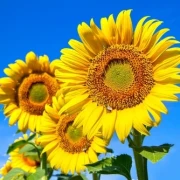 Lecithin, Sonnenblumenlecithin