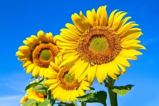 Lecithin, Sonnenblumenlecithin - Eismanufaktur