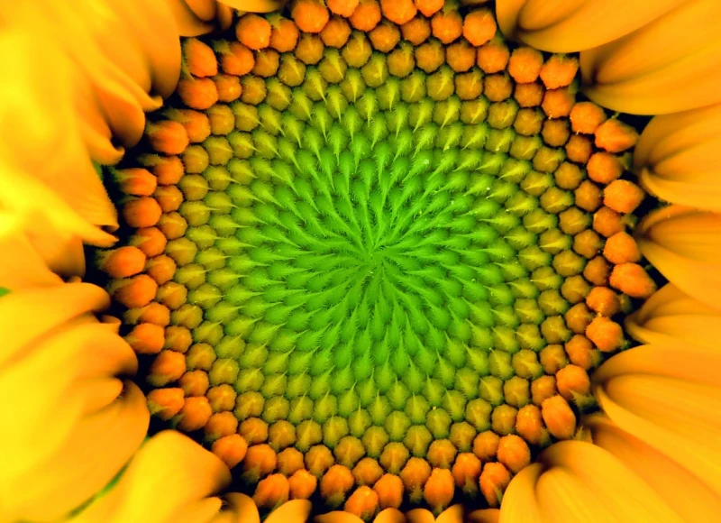 Lecithin, Sonnenblumenlecithin