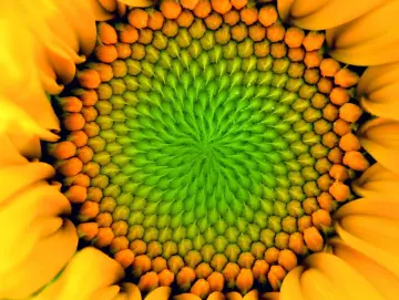 Lecithin (Sonnenblumenlecithin)