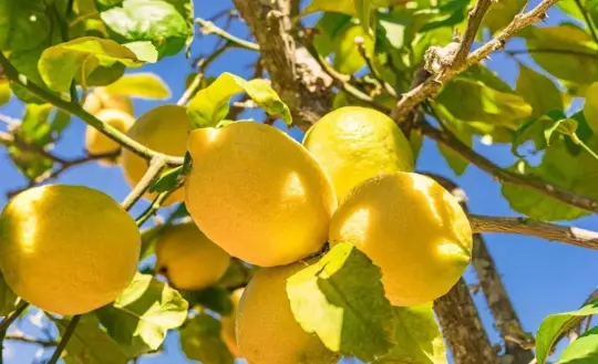 Zitruspektin, Citruspektin